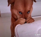 Recogedor de Caca para Perros tipo Pinza — Recoge Sin Agacharte ni Ensuciarte